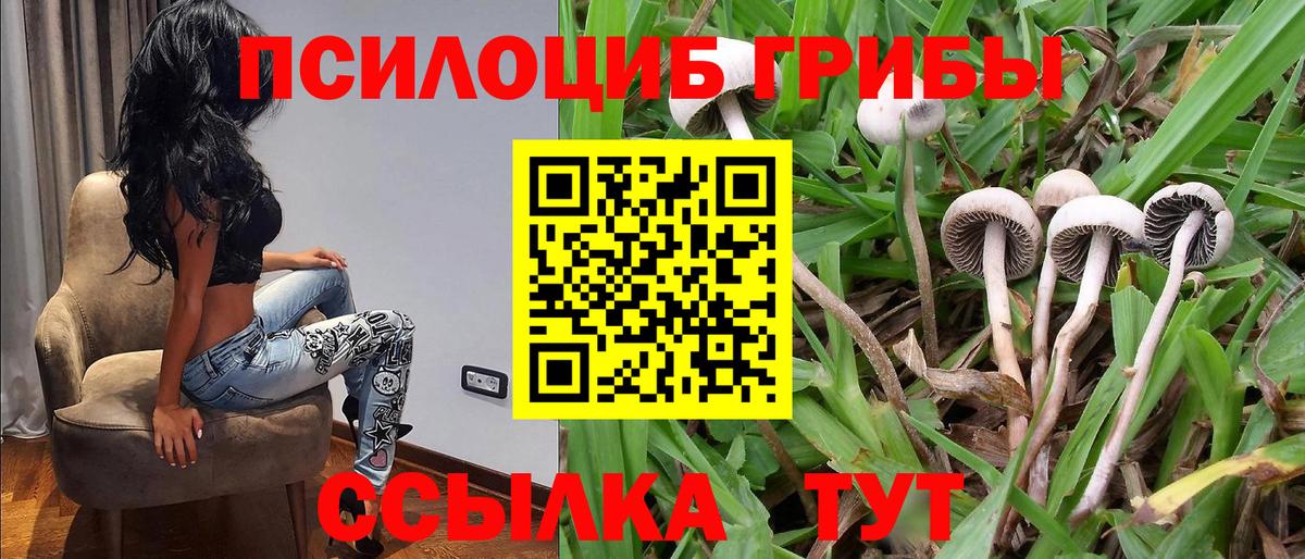 Миллерово  Псилоцибиновые грибы мицелий  Вход с VPN  Галлюциногенные грибы Psilocybine cubensis 